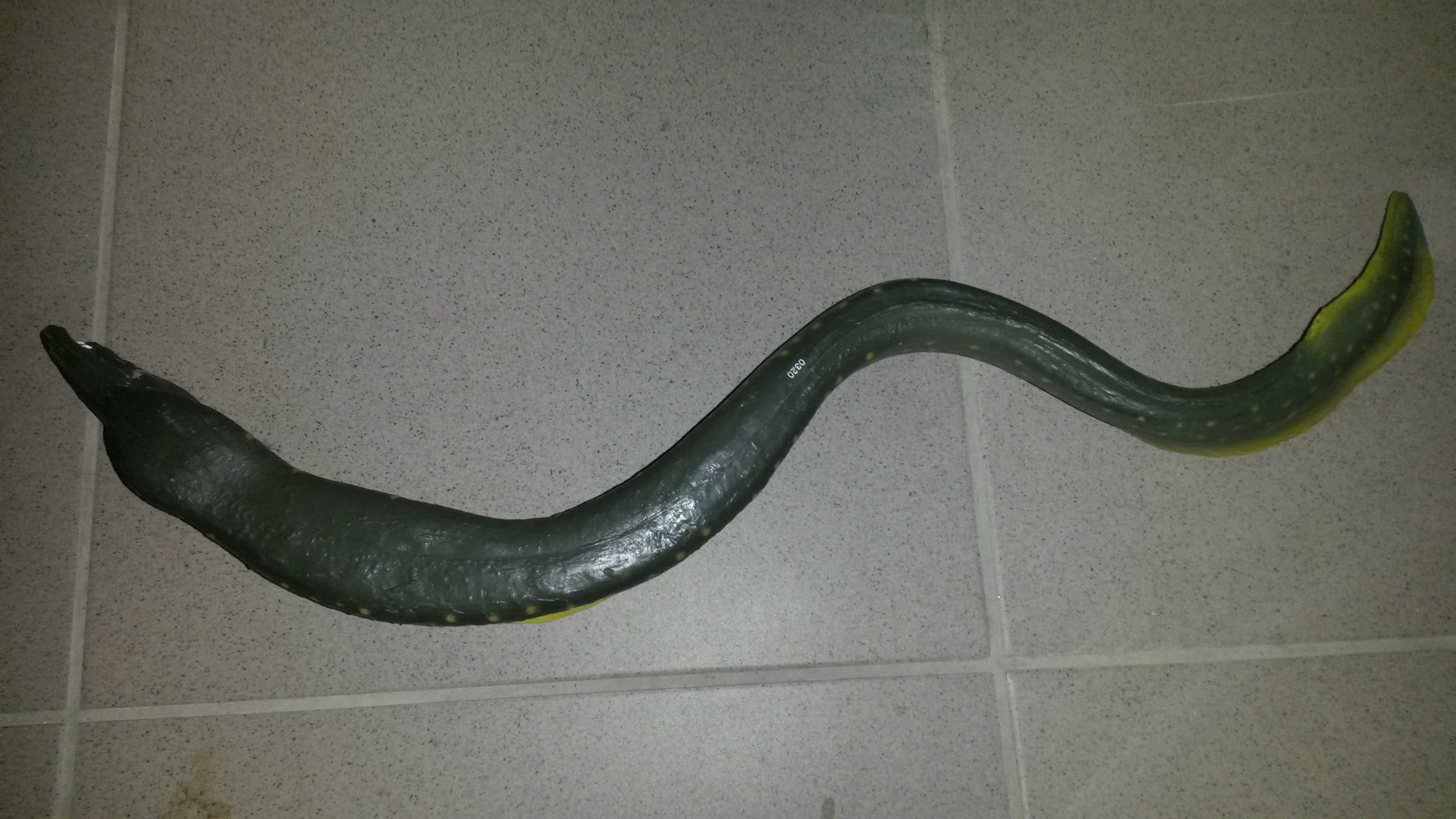 Ryba jak żywy węgorz Moray eel duży 50 cm do kolekcji