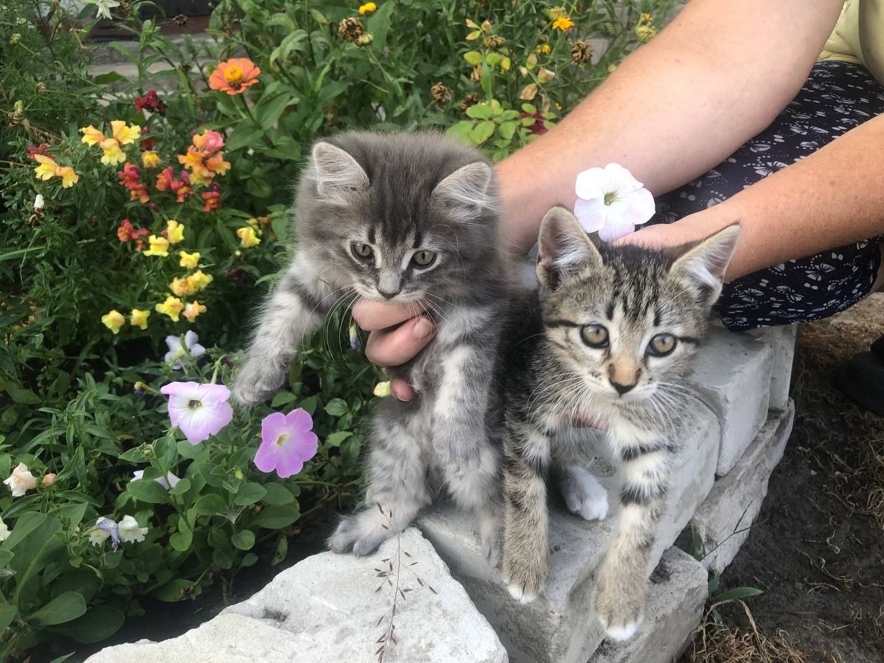 Кошенята безкоштовно
