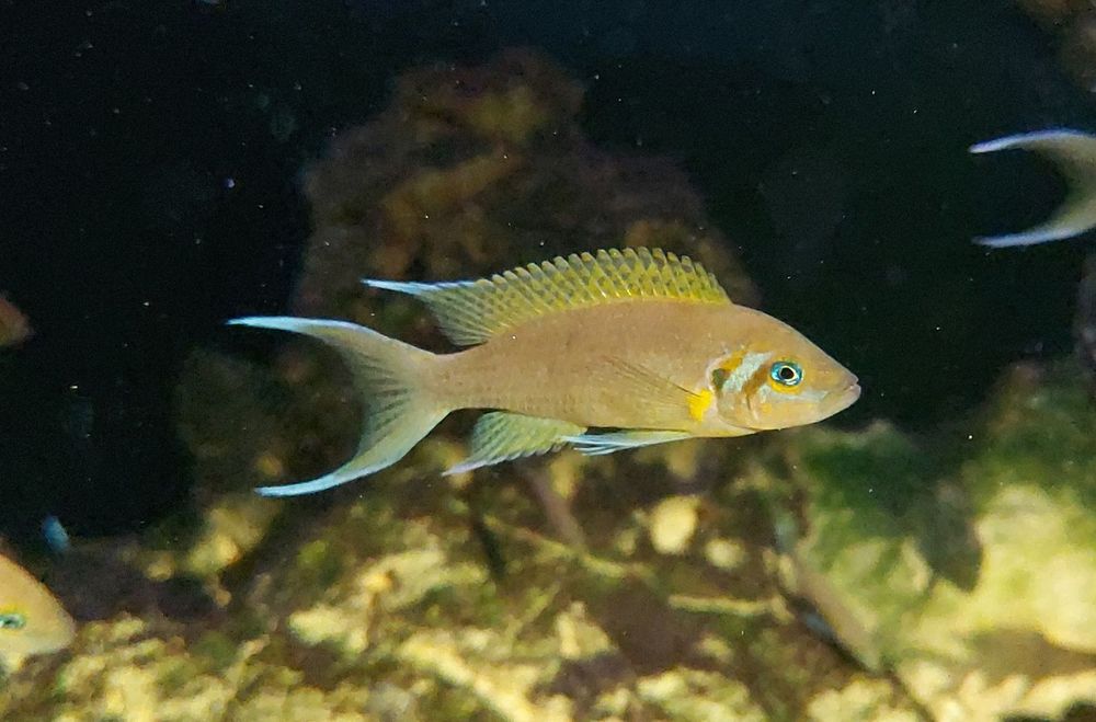 Неолампрологус пульхер(Дафаділ)