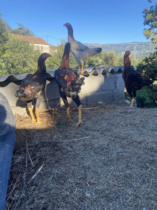 Indio gigante deste ano