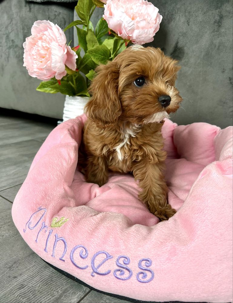 Cavapoo suczka gotowa do odbioru -cavalier & pudel