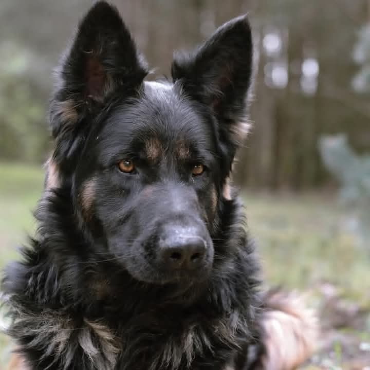 Owczarek niemiecki do adopcji