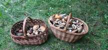 3x100g prawdziwka, 3x100 g podgrzybka dla Waldemara