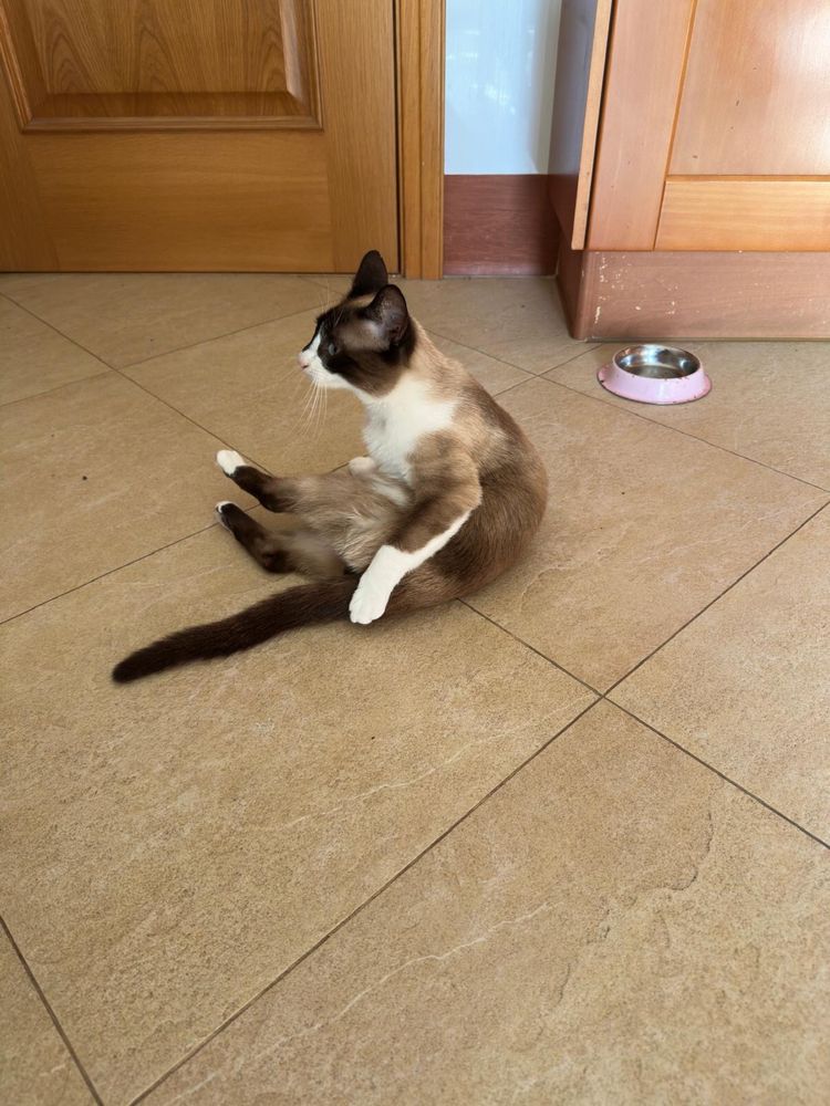 Gato para Adoção Responsável