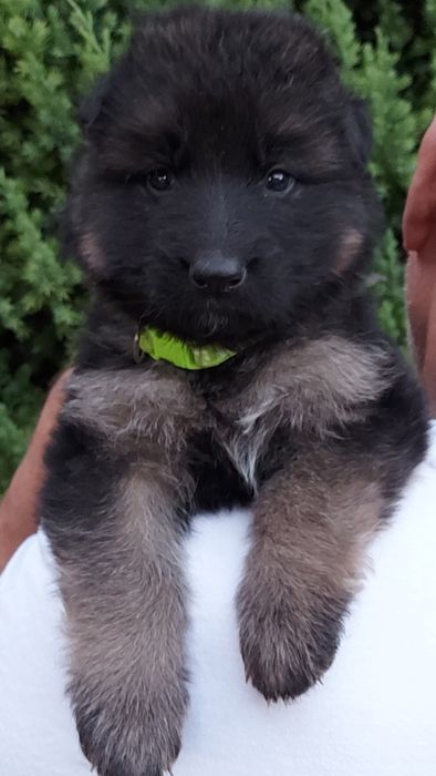 Цуценята нім.вівчарки