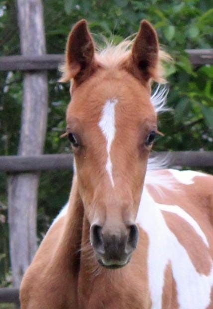 Ginny QT klaczka 1/2 aph American Paint Horse