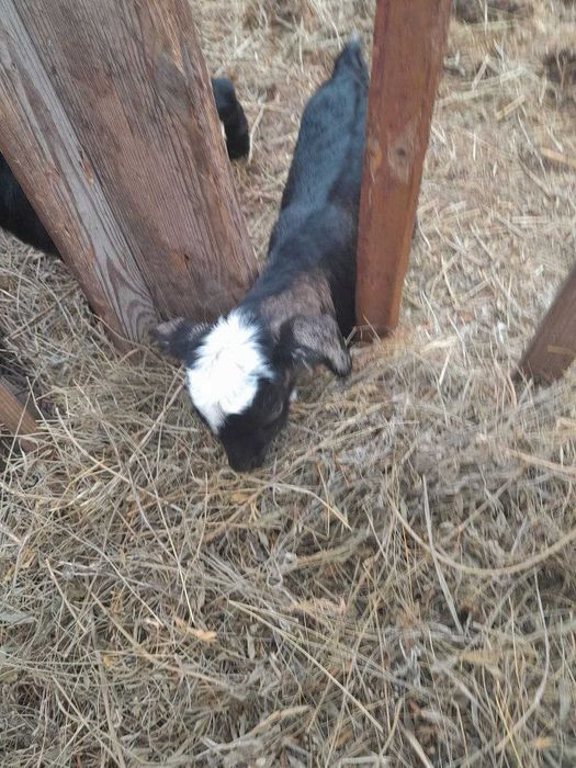 Продам КОЗЕНЯТ від 100 до 500 грн.