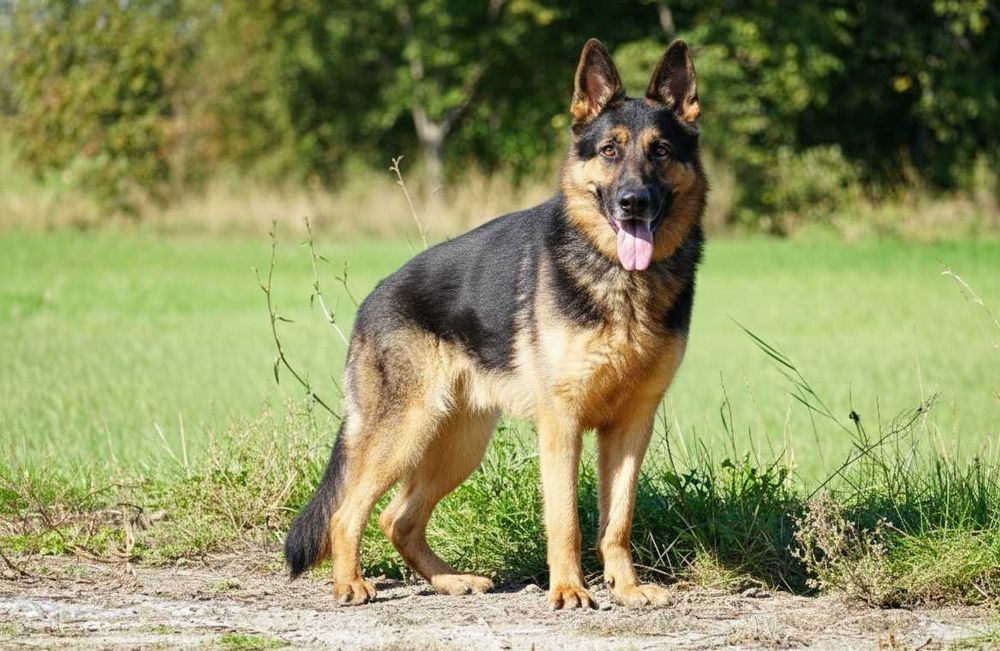 Satosz - przepiękny owczarek niemiecki szuka domu