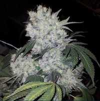 Automat 10szt white widow Nasiona Marihuany Konopie Indyjskie THC