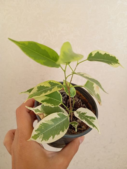 Філодендрон лайм, папірус, н-джой, каланхоє