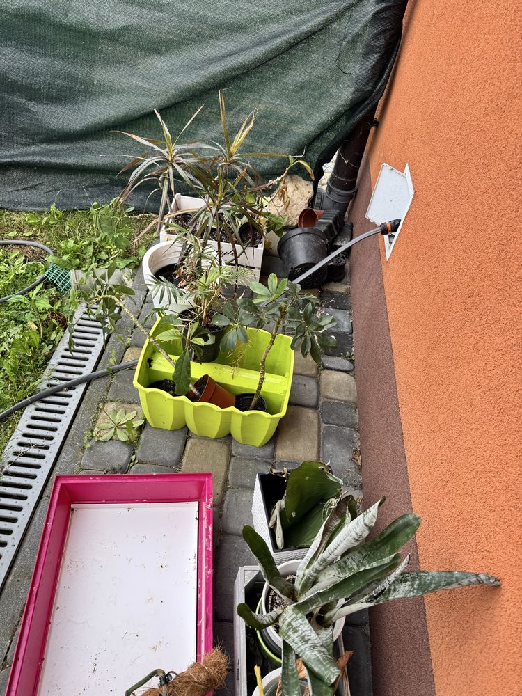 Rośliny oddam za darmo