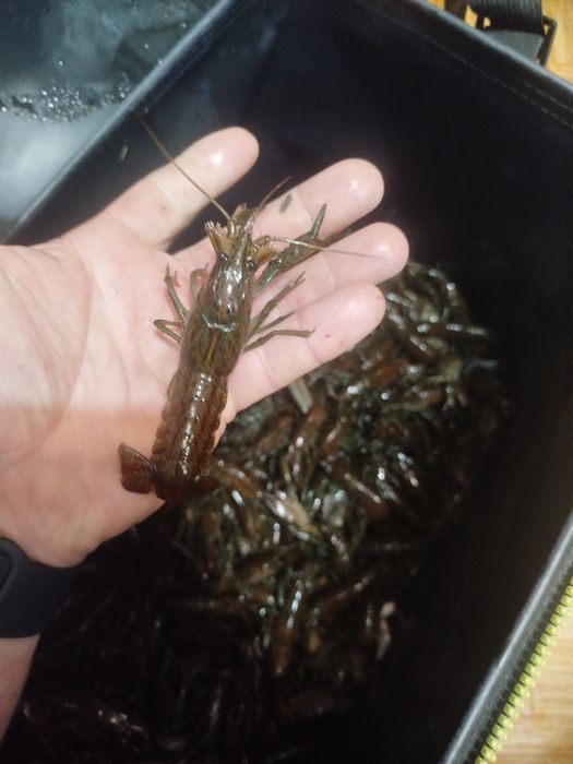 Раки свіжі тільки з води