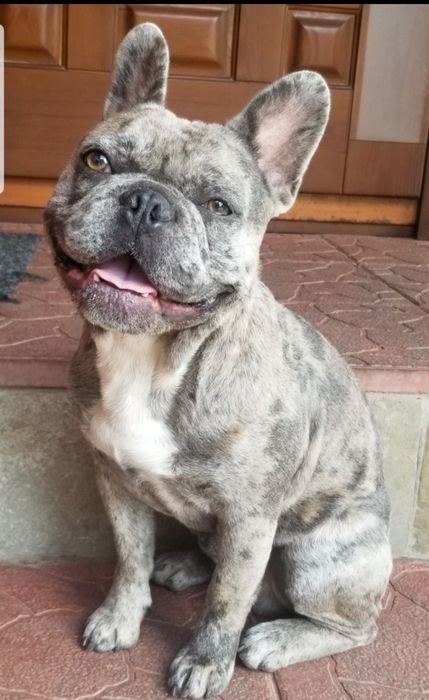 Продажа!Вязка мальчик французский бульдог