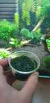 Mech jawajski (java moss)