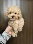 Maltipoo / chłopczyk