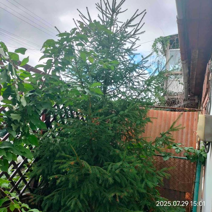 Ялинка 3 метри під зріз