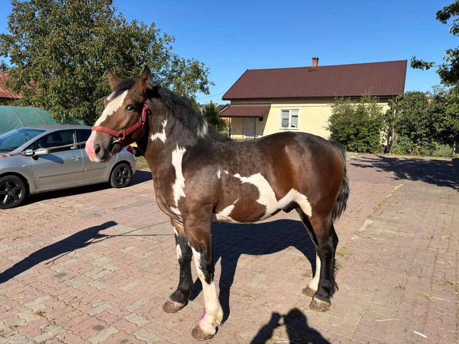 Sprzedam Ogierka  1.5 roku