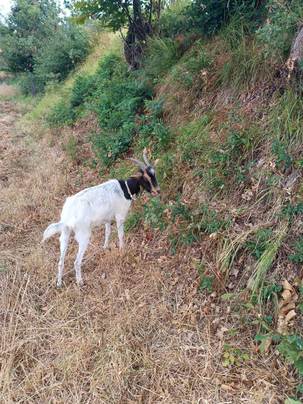 Cabras Adultas - Fêmeas e Macho