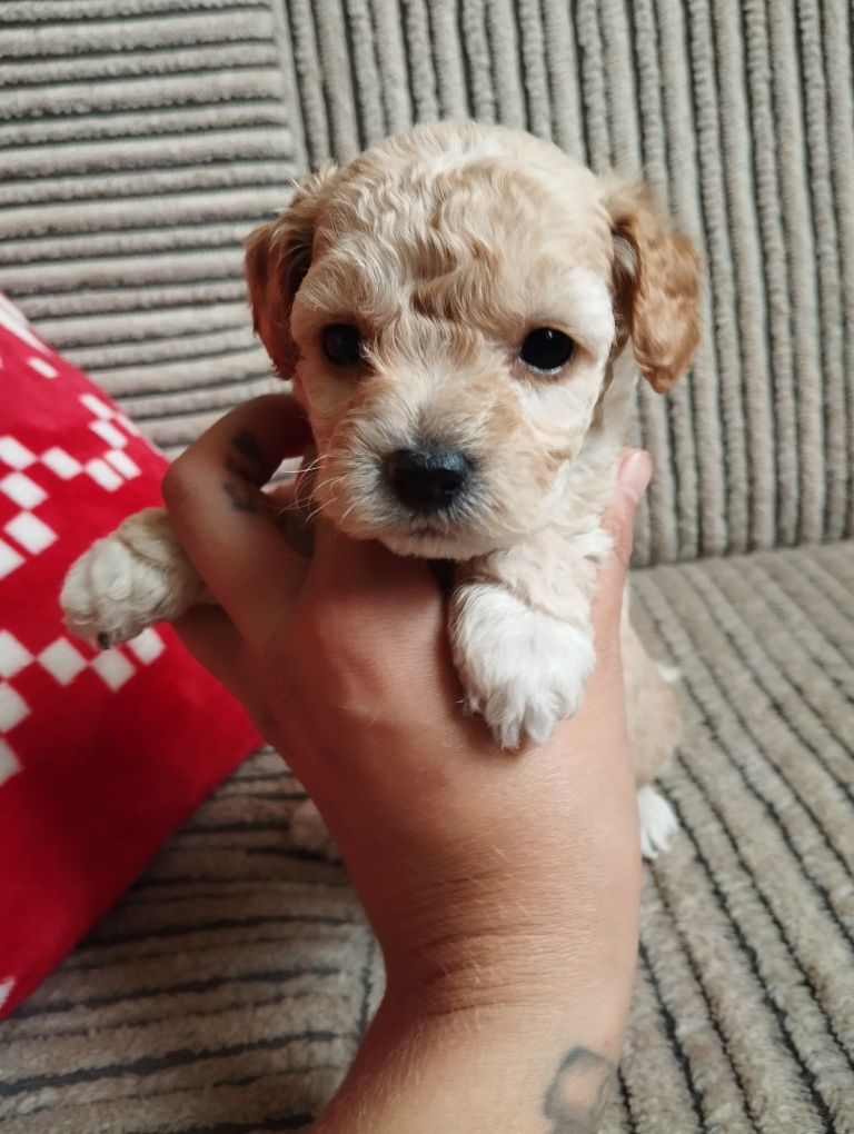 Suczka dziewczynka maltipoo f1b ( maltańczyk pudel maltipoo)