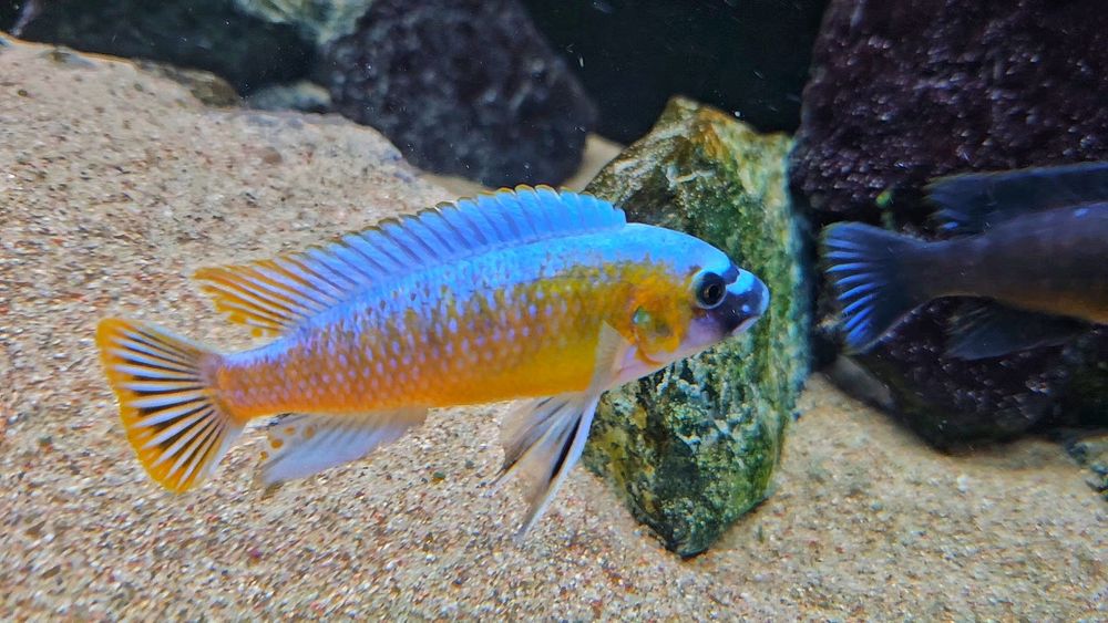 Labeotropheus trewavase katale