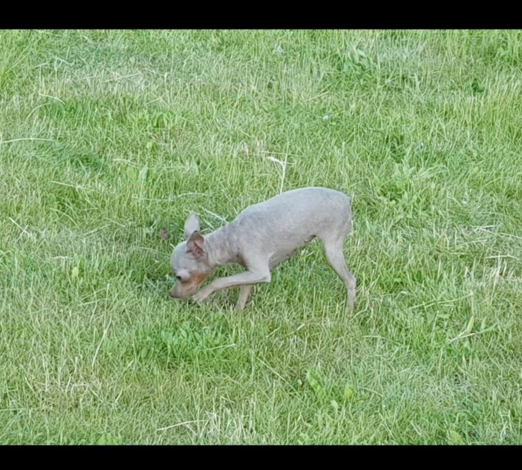 Вязка мини той терьер лилак
