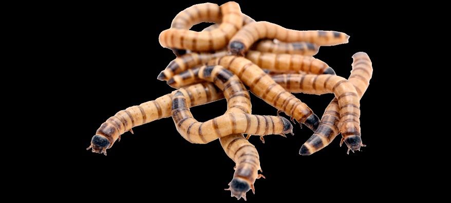 Личинки Zophobas morio