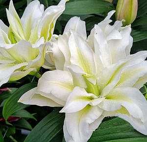 Лилии 15сортов   махро