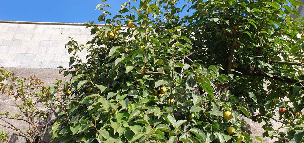 Venha colher dióspiros, zona de Fafe e Felgueiras