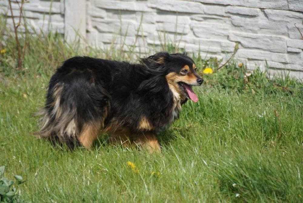 Bamako - niewielki kundelek szuka domu