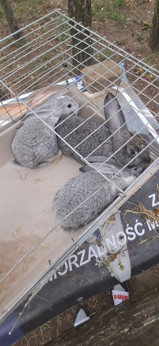 Kroliki mieszanka baranów