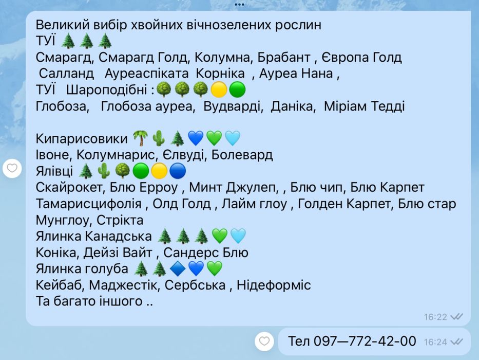 Туя смарагд Колумна Брабант Кипарисовик Лавсона Ялинка Коніка Дейзі