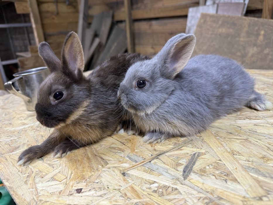 Kroliki karzełki podpalane hawana, króliki hotot