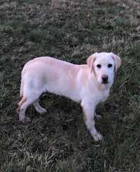 Labrador lablador retriever