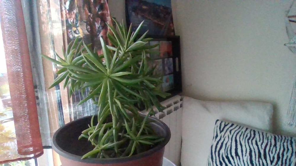 Vasos com ARBUSTO Suculenta SENECIO - planta que dá flores amarelas