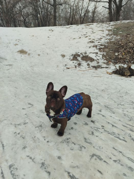 Вязка французький бульдог