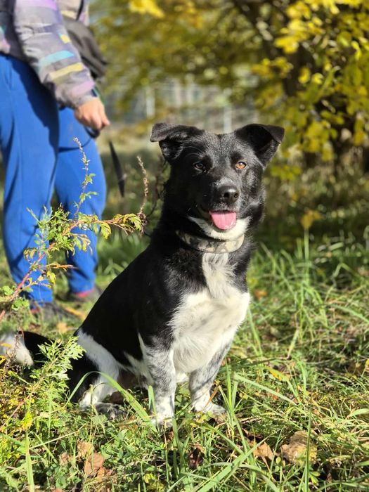 Czarno-biały psiak Winyl szuka domu!