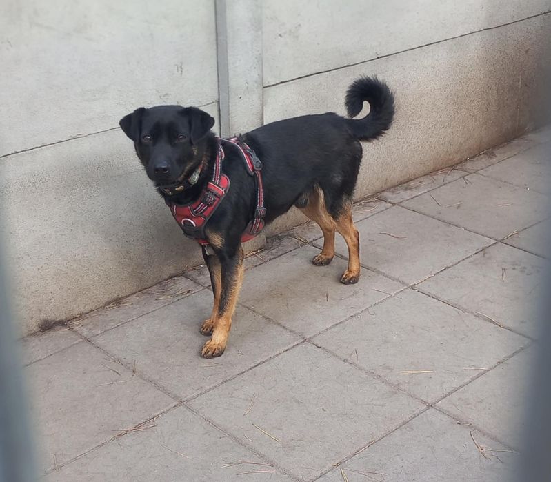 2 letni, 9kg, Promyk, do domu z ogrodem