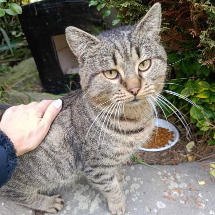 Котик в добрі руки