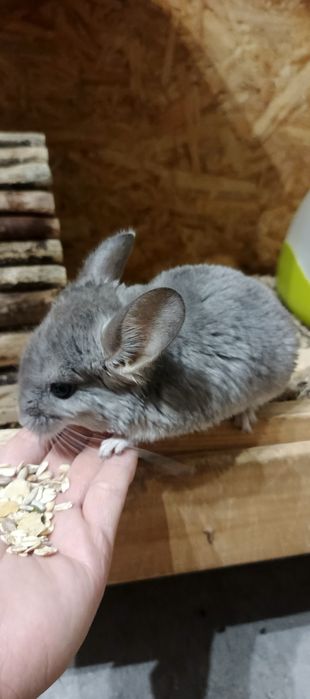 Szynszyl / szynszyla: Violet - Fioletowa