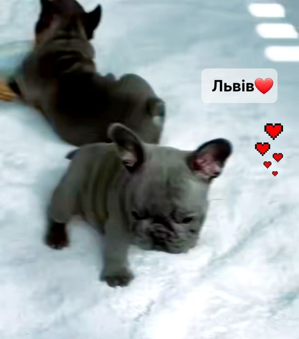 Львів, Гарні бульдоги блакитного забарвлення