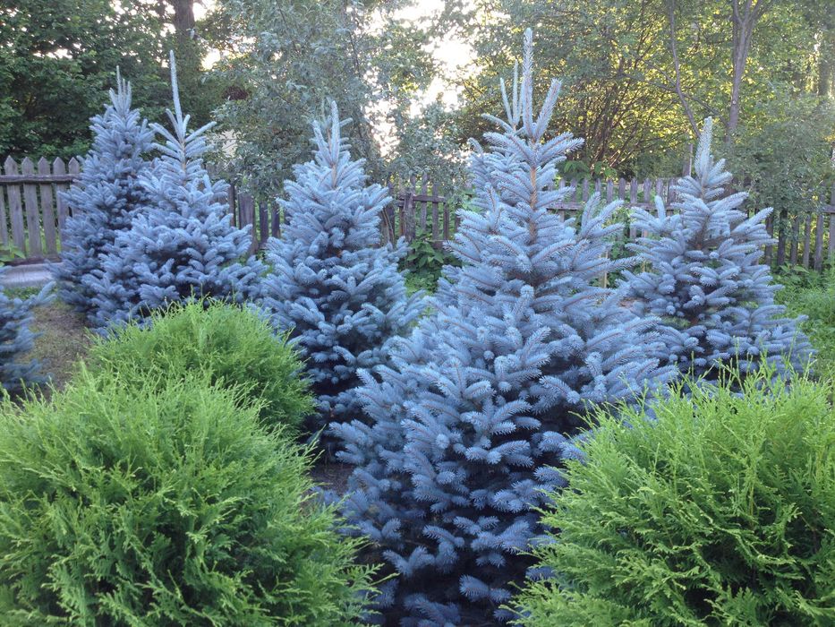 ялина блакитна срібна декоративна