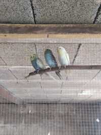 Papugi, papuszki faliste samce