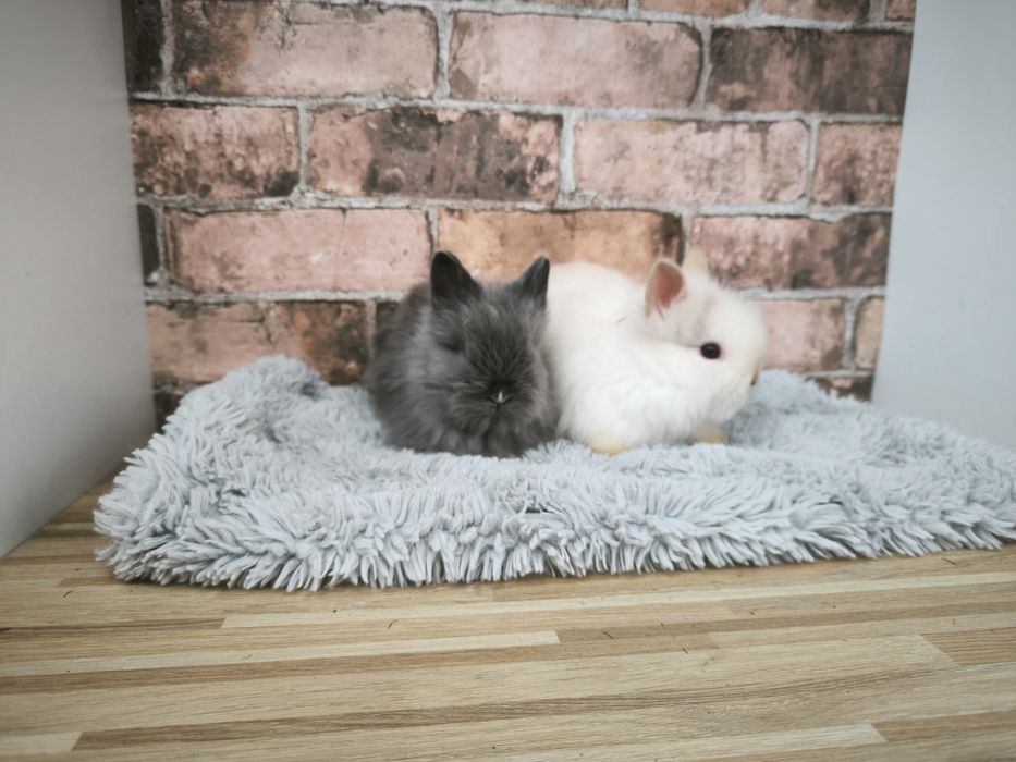 Króliczki rasy Karzełek Teddy mini króliki metryka