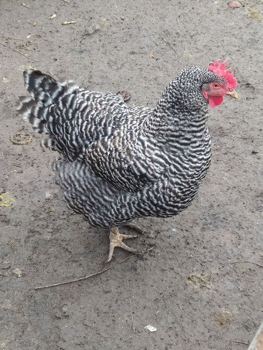 Інкубаційне яйце Амрокс