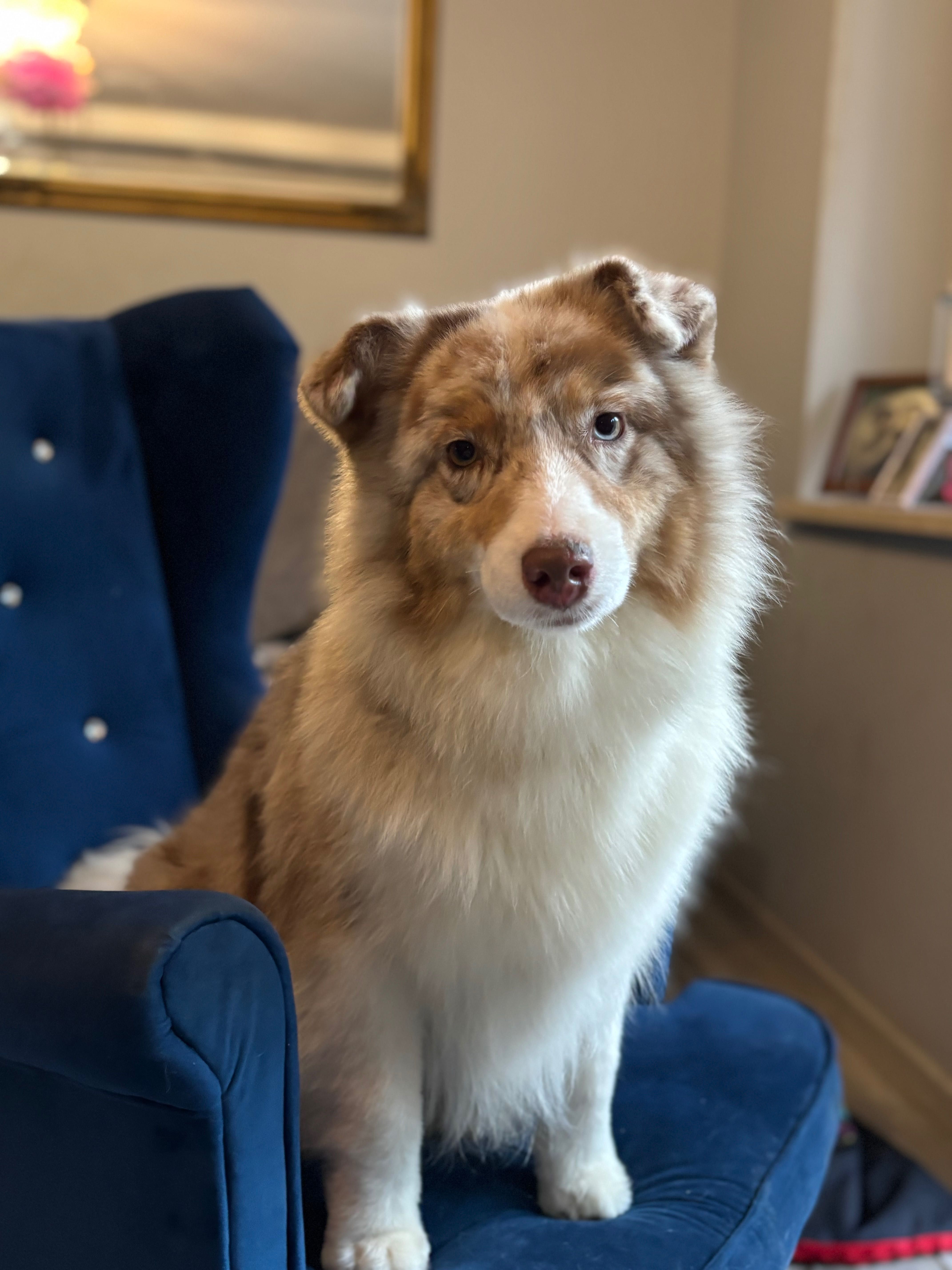 Owczarek australijski Aussie red merle niebieskie oczy