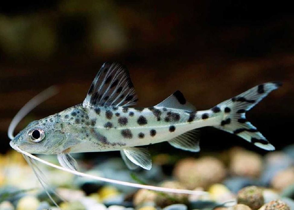 Sum pictus, Mandi mały - Pimelodus pictus; sklep AKWAREKS