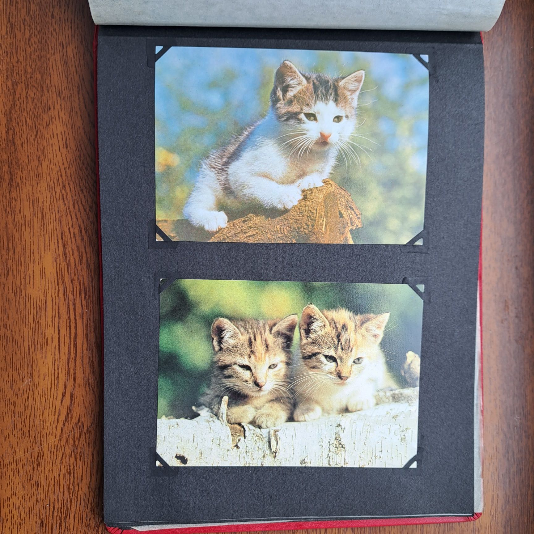 Коллекция открыток Кошки, 43 шт в альбоме