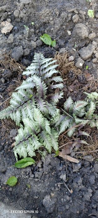 Папоротник...Кочедыжник ниппонский