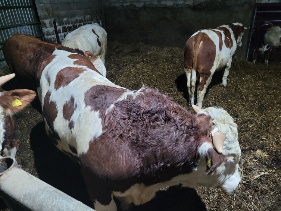 Sprzedam bydło mięsne