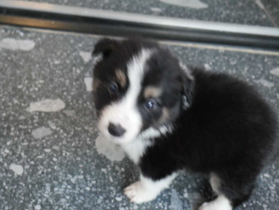 Border Collie chłopak